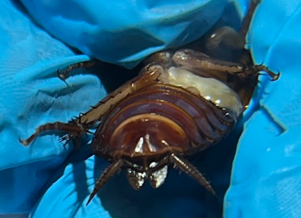 <p>ID ovipositor, differentiate male female cockroach</p>