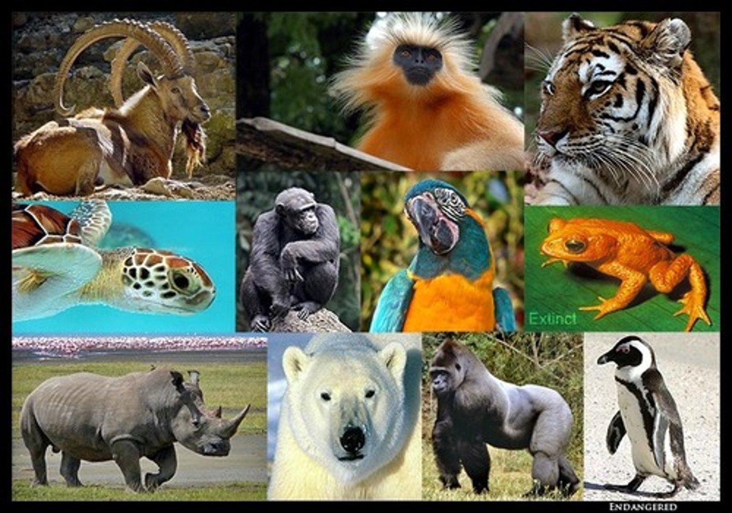 <p>TRANSLATION: привыкнуть жить в дикой природе</p><p>DEFINITION: to become accustomed to surviving without human help</p><p>EXAMPLE: It takes time for zoo animals to ........................ after release. Животным из зоопарка нужно время, чтобы ПРИВЫКНУТЬ ЖИТЬ В ДИКОЙ ПРИРОДЕ после выпуска.</p>