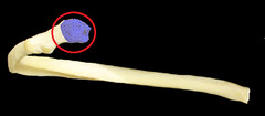 <p>Identify the structure</p>