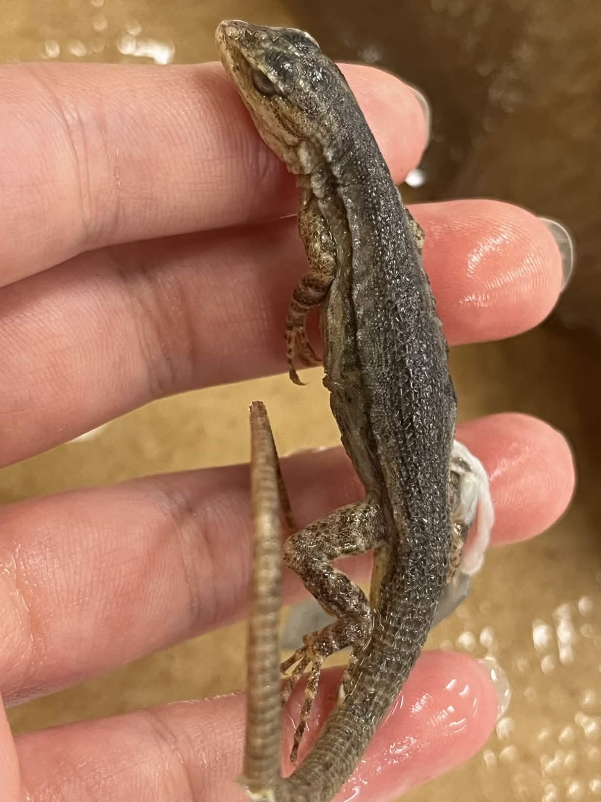 <ul><li><p>Gular fold</p></li><li><p>LONG TAILLLLLLL</p></li><li><p><strong>many keel folds</strong></p></li></ul><p></p>