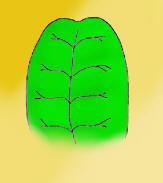 <p>very shallow, subtle notch interrupting a rounded or blunt apex; looks as if the tip was softly pressed inward</p>
