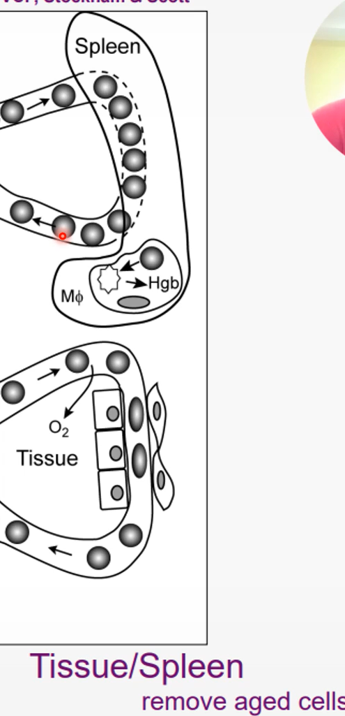 <p>reserve for RBCs</p><p>macrophages in the spleen destroy old RBCs</p>