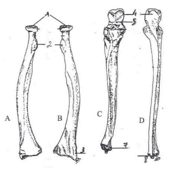 <p>7</p>