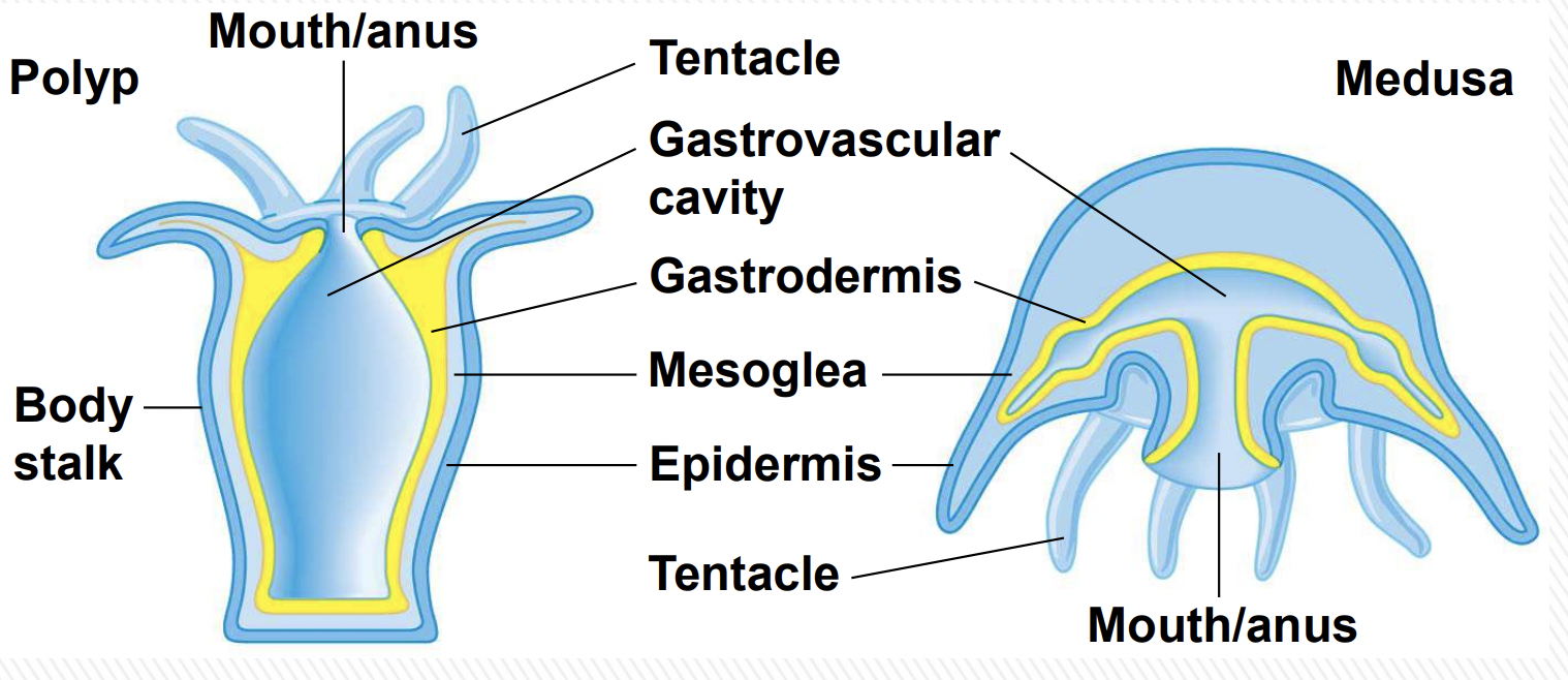 <p>The <strong>polyp</strong> form is <strong>sessile (attached)</strong>, cylindrical in shape, with <strong>tentacles and the mouth facing upward</strong>, while the <strong>medusa</strong> form is <strong>free-swimming</strong>, bell-shaped, with <strong>tentacles and mouth facing downward</strong>.</p><p>Polyp:</p><p>- Asexual reproduction common</p><p>- Example: Hydra, coral</p><p>Medusa:</p><p>- Sexual reproduction stage</p><p>- Example: jellyfish</p>