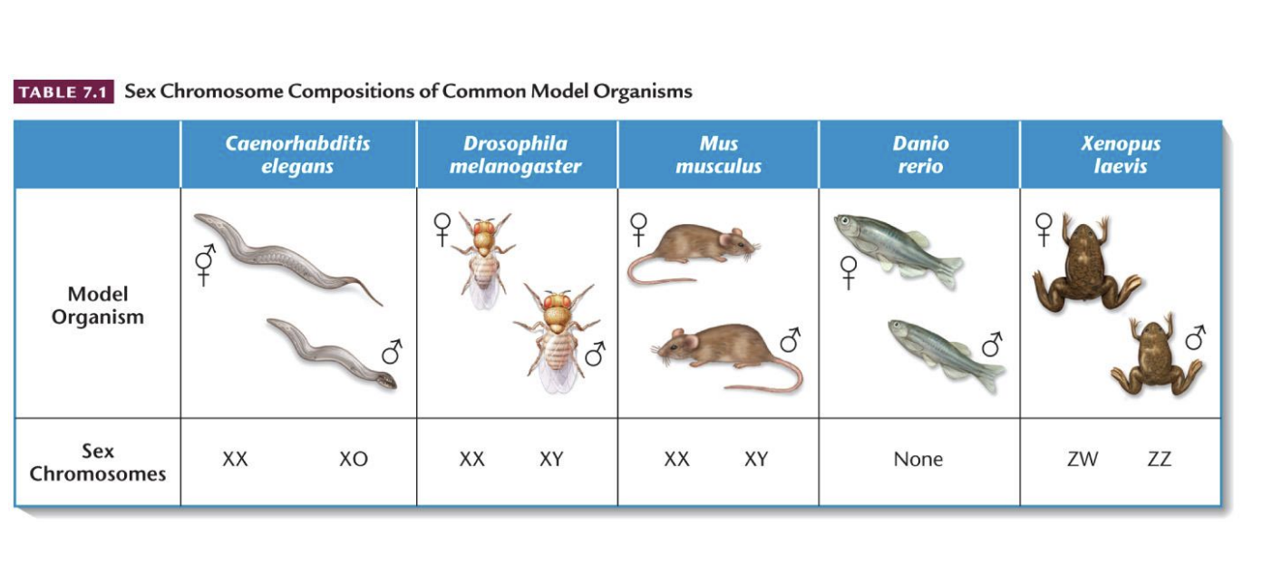 <ul><li><p>heterogametic</p></li><li><p>ZZ/ZW</p></li></ul><p></p>