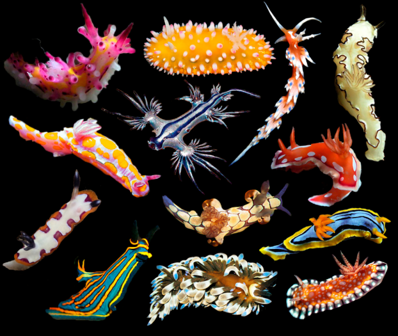 <p>Why are many nudibranchs are so colorful?</p>