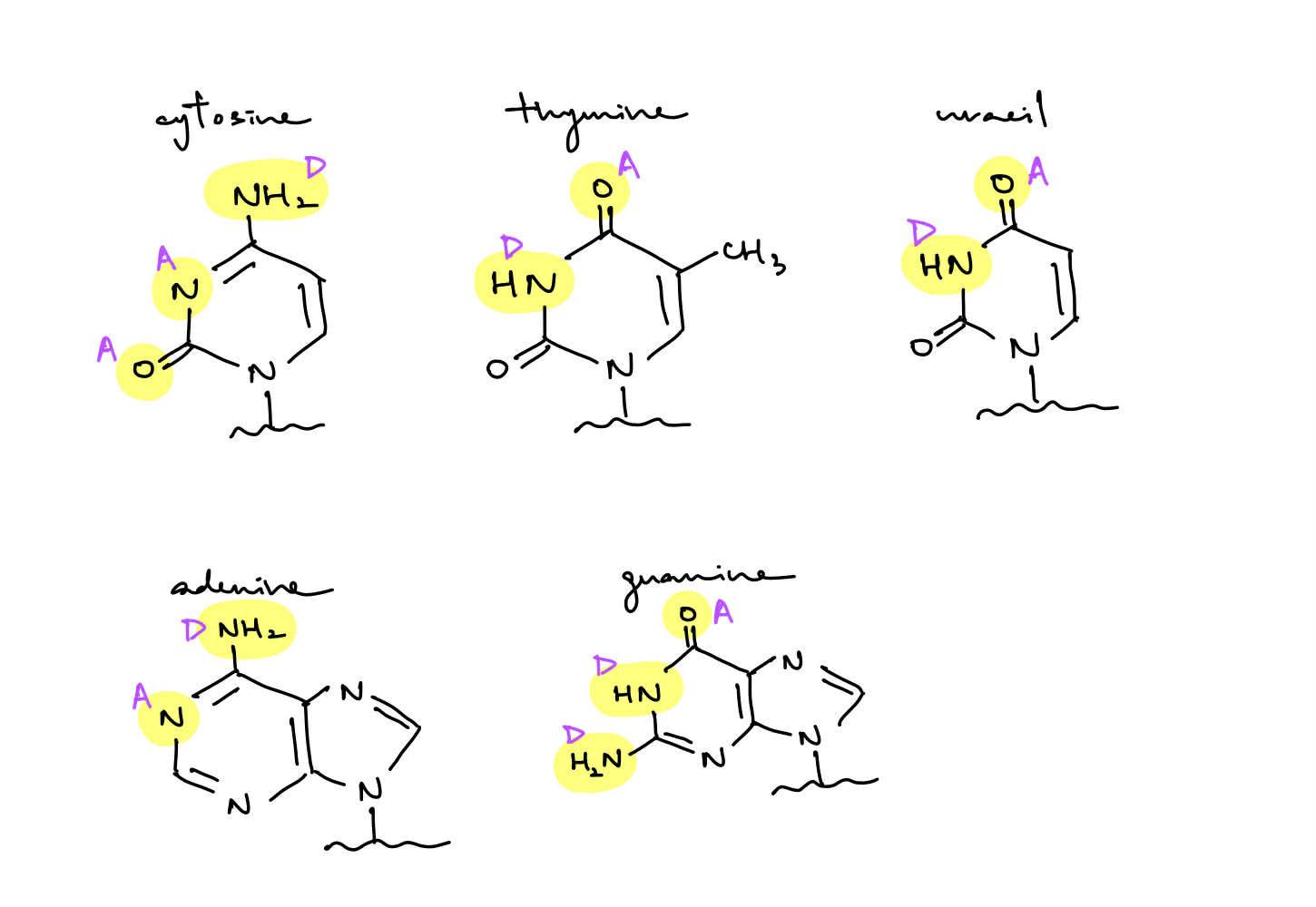<p>true</p><p>(i.e. the other H in NH<sub>2</sub>)</p><p>_</p><p>true</p>