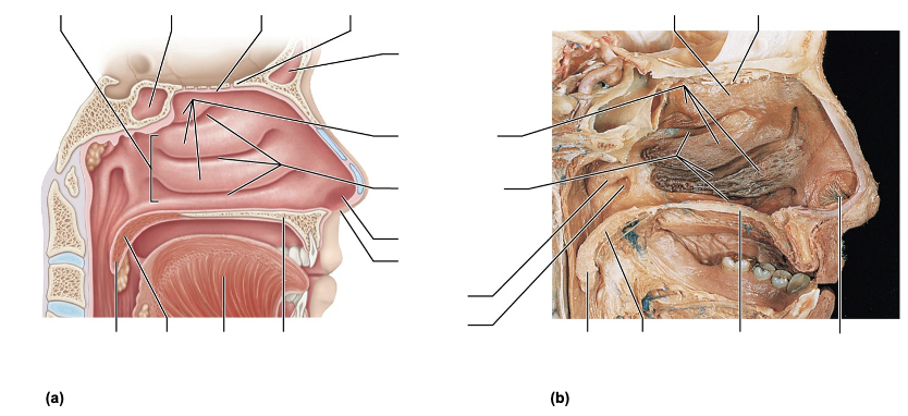 <p><strong>On a sagittal head model, a structure is a small chamber just inside the nostril with hairs. What is it?</strong></p>