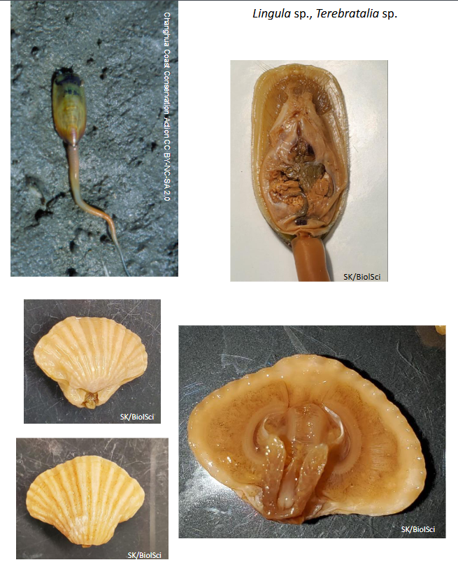 <p>Phylum Brachiopoda basic body plan</p>