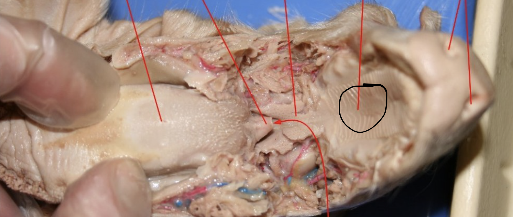 <p>Identify the circled organ</p>