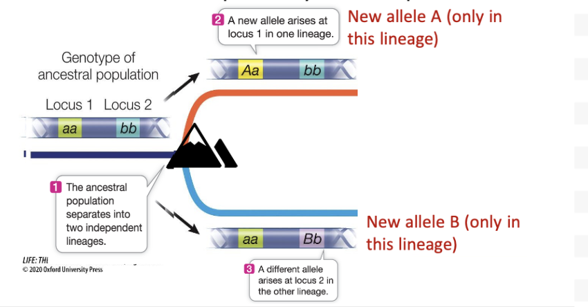 <ul><li><p>Ancestral lineage is separated if there is a barrier to gene flow</p><ul><li><p><span>In this example, the isolation is caused by a mountain range &nbsp; (geographic isolation)</span></p></li></ul></li><li><p>They form independently evolving descendant lineages</p><ul><li><p><span>•New mutations and alleles can independently arise in separate loci.</span></p></li></ul></li></ul><p></p>