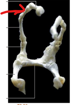 <p>A bony element of the cranial horn positioned between the stylohyal and the ceratohyal/body of the hyoid.</p>