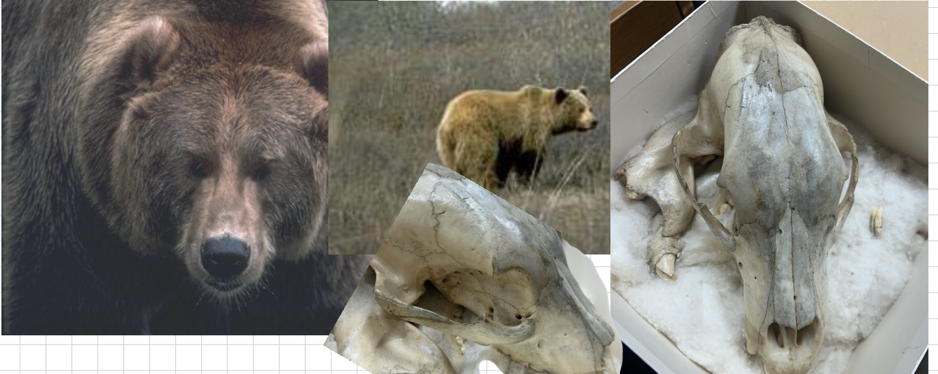 <p>What is the scientific name?</p>