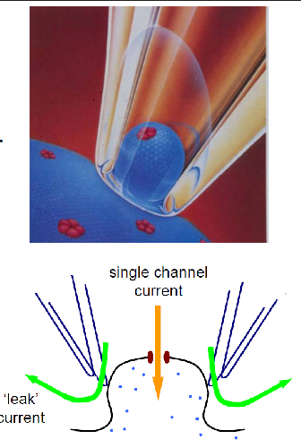 <p>ensures negligible current leaks out under rim of pipette, reduces the noise, enables the detection of very small currents coming from single channels</p>