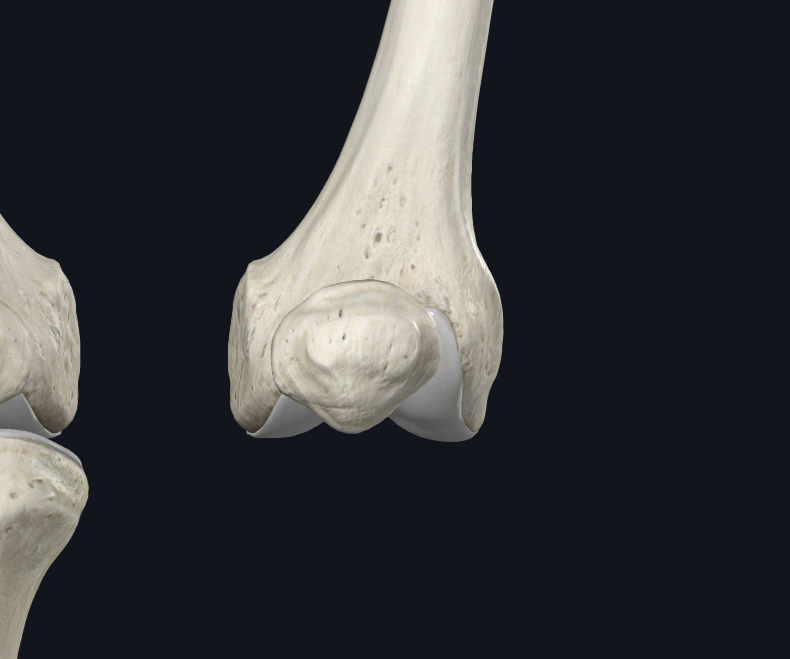 <p>Anterior View</p><p>Joint</p>