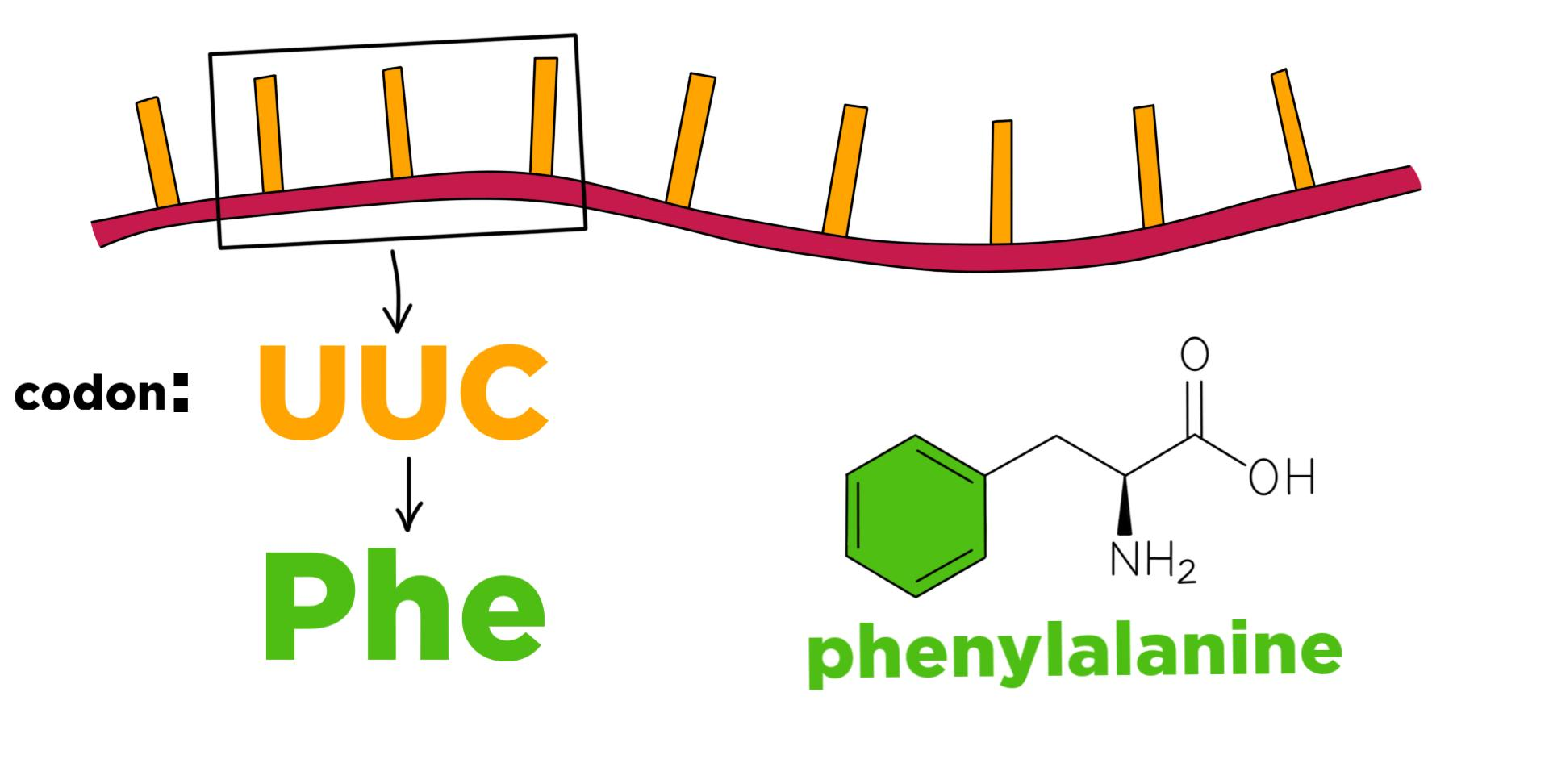 <p>20, 3 nucleotides, CODON</p>