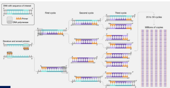 <ul><li><p>Target DNA <strong>denatured</strong> to separate strands (95<span>°C)</span></p></li></ul><ul><li><p>Cool reaction = primer can <strong>anneal</strong> to target (55 - 65<span>°C)</span></p></li><li><p>Primers then <strong>extended </strong>using Taq polymerase (72<span>°C)</span></p></li><li><p>Repeat 25-30 times</p><ul><li><p>until you get sufficient material</p></li></ul></li></ul><p></p>