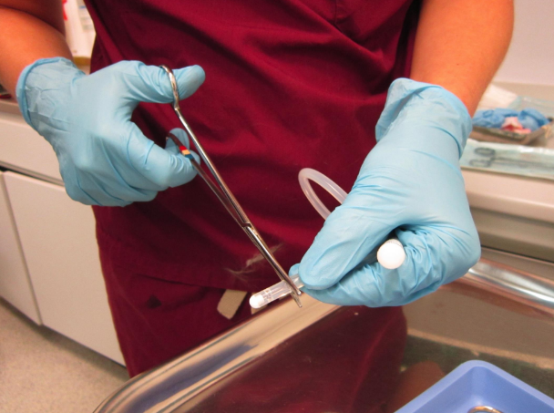<p>Solid bung —> shows up on radiograph</p><p>Risk of blockage so can be cut off </p>