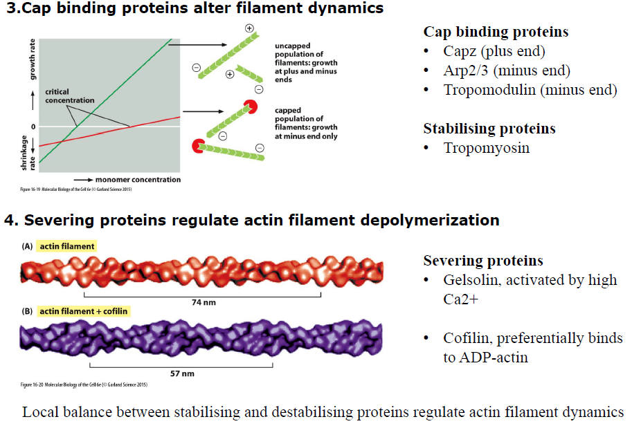 <p>Capping-proteiner binder filamentender og regulerer vækst:</p><ul><li><p><strong>CapZ</strong> binder plus-enden</p></li><li><p><strong>Tropomodulin</strong> binder minus-enden</p></li><li><p><strong>Tropomyosin</strong> stabiliserer filamenter</p></li></ul><p>Severing-proteiner fremmer depolymerisering:</p><ul><li><p><strong>Gelsolin</strong> kløver filamenter (aktiveres af højt Ca²⁺)</p></li><li><p><strong>Cofilin</strong> binder især ADP-actin og destabiliserer filamenter</p></li></ul><p>Balancen mellem stabiliserende og destabiliserende proteiner bestemmer filamentdynamikken.</p>