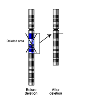 <p>Part of a chromosome is missing, Involve many genes, Cause of syndromes (Prader-Willi, Angelman, Williams, DiGeorge)</p><ul><li><p>Terminal</p></li><li><p>Interstitial</p></li></ul><p></p>