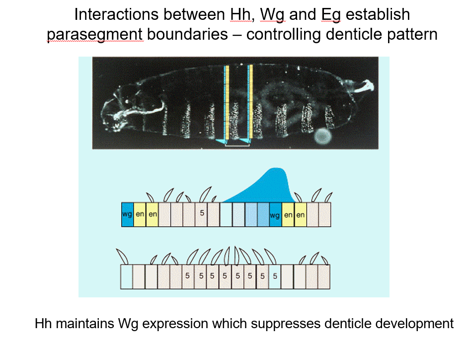 <p>Hh maintains Wg expression which supresses denticle development - where there is Wg activation, there is no denticles, but engrailed right next to it promotes Hh signaling afterwards</p>