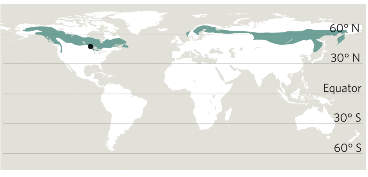 <p>what biome is this based off the description?</p><ul><li><p>one of the largest terrestrial biomes on Earth </p></li><li><p>precipitation varies; most precipitation is not available to animals due to low temperatures</p><ul><li><p>some have periodic droughts; coastal forests can be very wet </p></li></ul></li><li><p>winters can be very cold while summers are moderate </p><ul><li><p>cold winters slows the decomposition process which captures a lot of Carbon in the soil</p></li></ul></li><li><p>acidic, low nutrient soil </p></li><li><p>dominated by large conifer trees, mosses, and lichens</p></li></ul><p></p>
