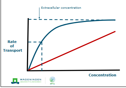<ul><li><p>Red = passive</p><ul><li><p>High concentration difference = high rate of transport</p></li></ul></li><li><p>blue = active</p><ul><li><p>Is not dependent on the concentration difference as it is driven by pumps</p></li></ul></li></ul><p></p>