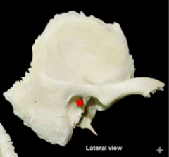 knowt flashcard image