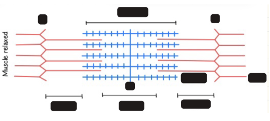 <p><span style="background-color: transparent;"><strong><u>Sarcomere (Functional Unit of Muscle)</u></strong></span></p>