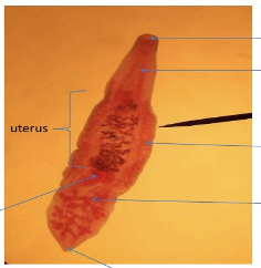 <p>What organism is this?</p>