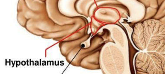 <p>Links the nervous and endocrine systems, receives messages from the brain/body about its internal state, secretes regulatory hormones to control the pituitary glands, and maintains homeostasis</p>