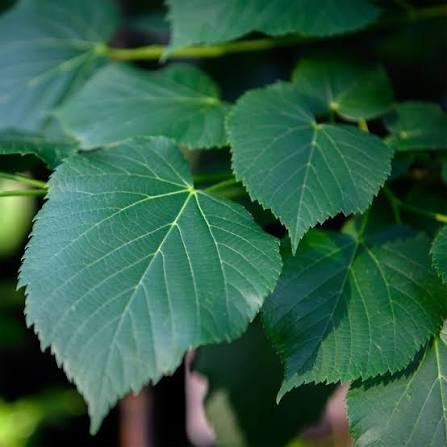 <p>American Linden</p>