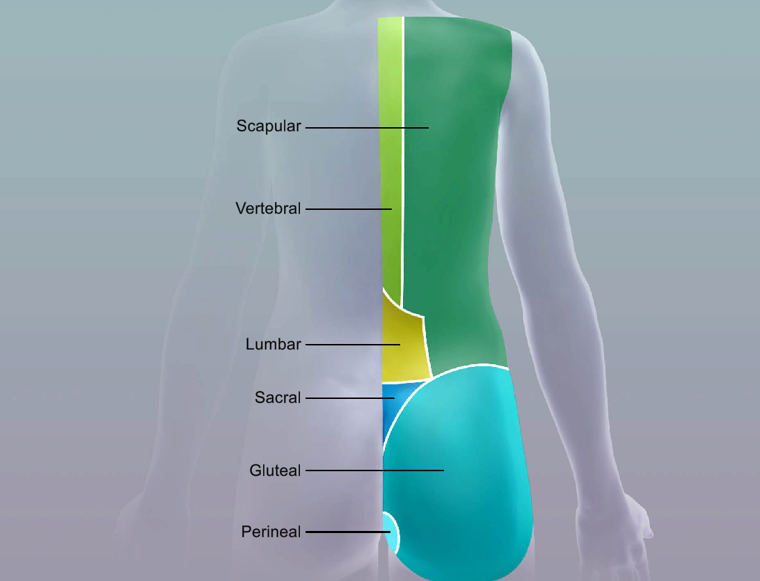 <p>perineal</p>