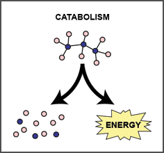 <p>Type of Metabolism, the process of breaking complex molecules down into simple molecules</p><p>• <mark data-color="green" style="background-color: green; color: inherit;">RELEASES ENERGY</mark></p>