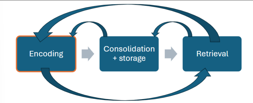 <p>encoding → consolidation +storage → retrieval</p>