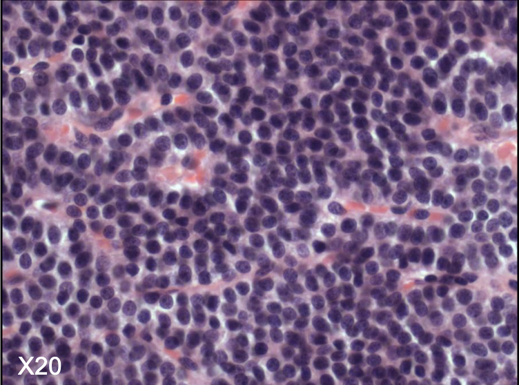 <p>What cells are these? what do they make up? </p>