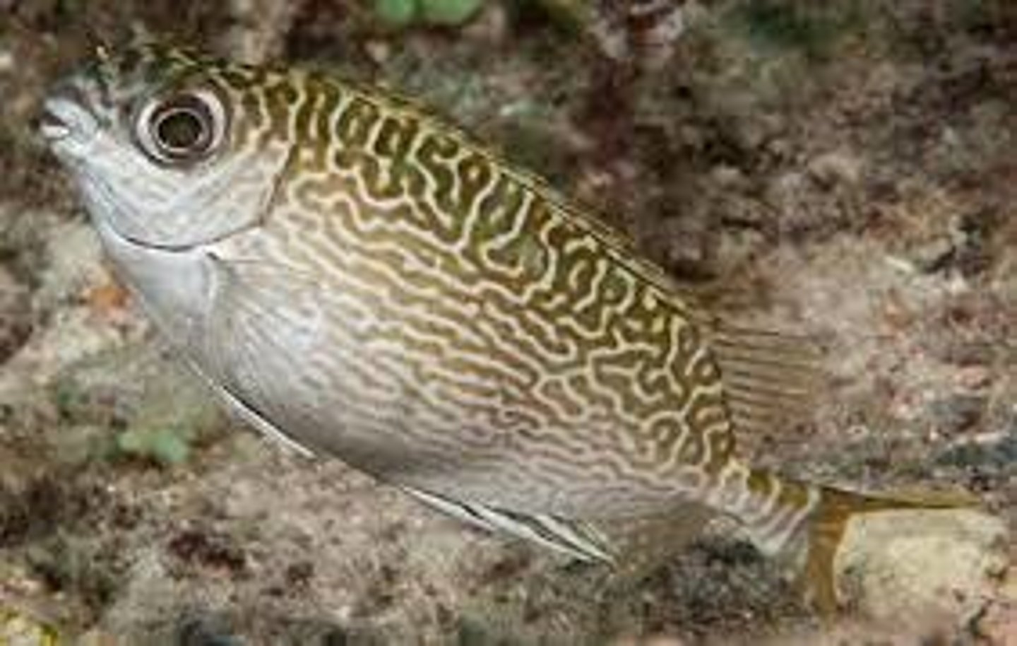 <p>Siganus spinus</p>