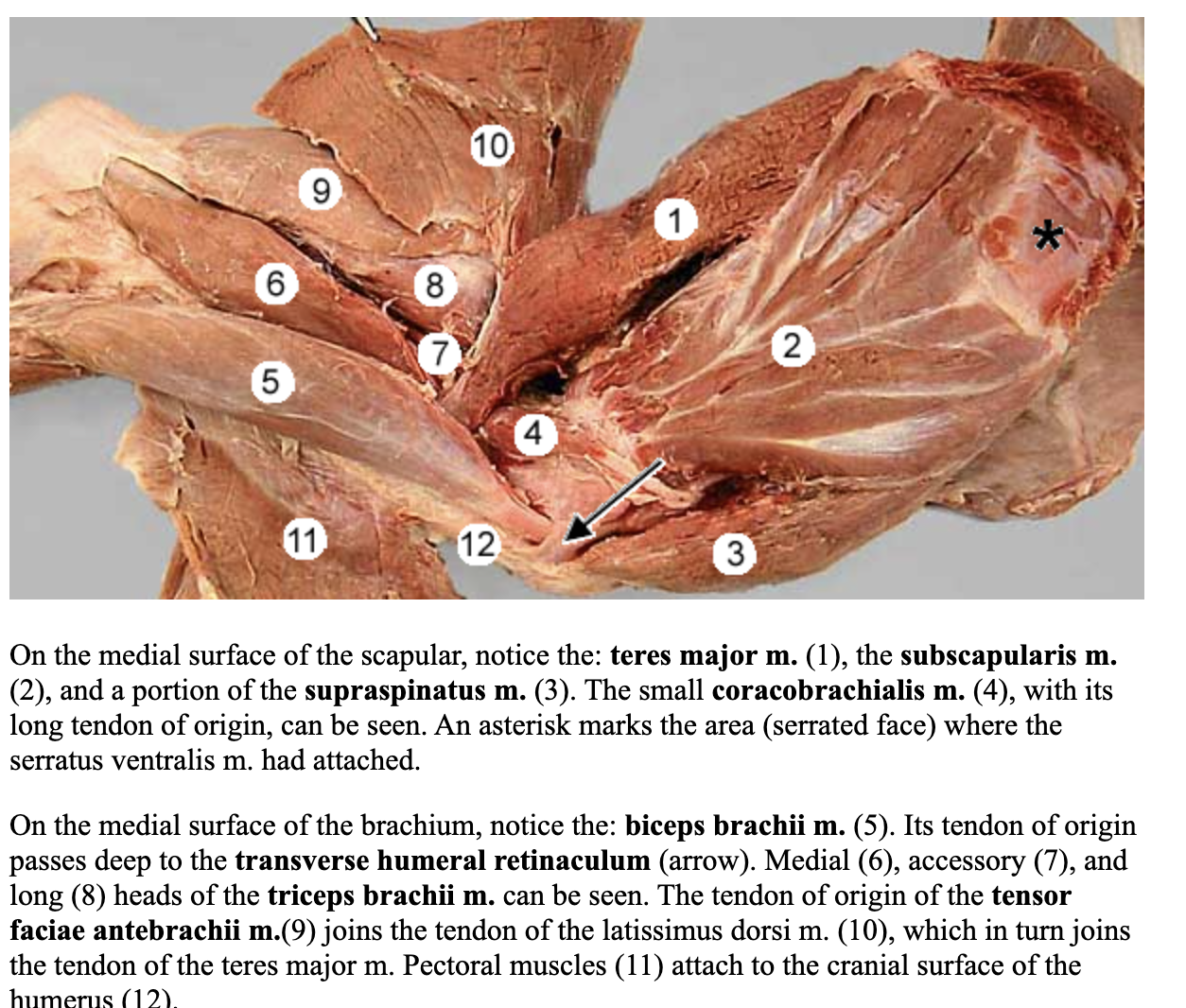 <p>attachments: coracoid process of scapula and lesser tubercle and teres major tuberosity of the humerus</p><p>action: stabilize the shoulder joint</p><p>nerve: musculocutaneous nerve </p><p>blood: cranial circumflex humeral artery </p>