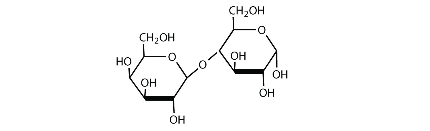 <p>two monosaccharides joined by glycosidic linkage via dehydration reaction</p><p>-ex: maltose (beer), lactose (milk), sucrose (table sugar)</p>