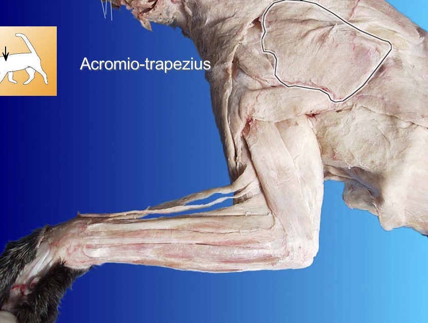 <p>action: adducts scapula</p><p>s: rhomboideus</p>