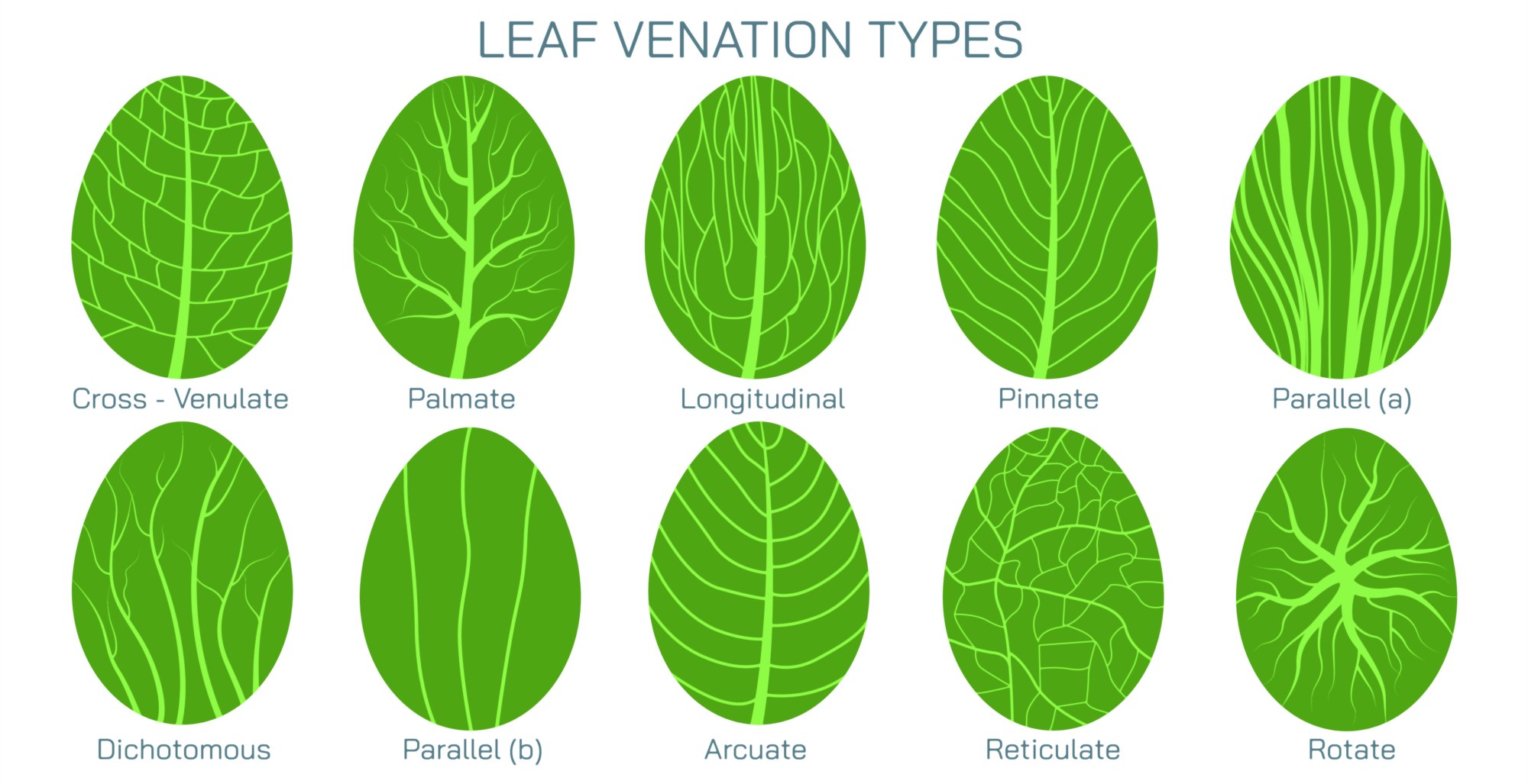 <p><span style="background-color: transparent;">single central midrib with side veins branching out in a straight, feather-like pattern toward the edge</span></p>