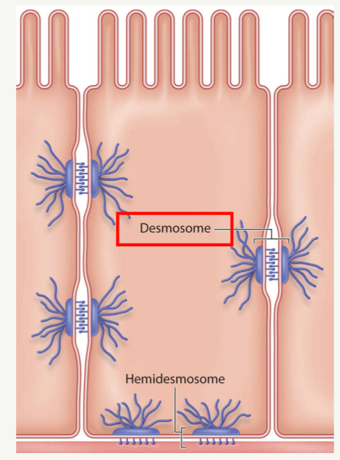 <ul><li><p>Strong connective junctions between cells</p></li><li><p>“Glue” to hold cells together</p></li></ul><p></p>