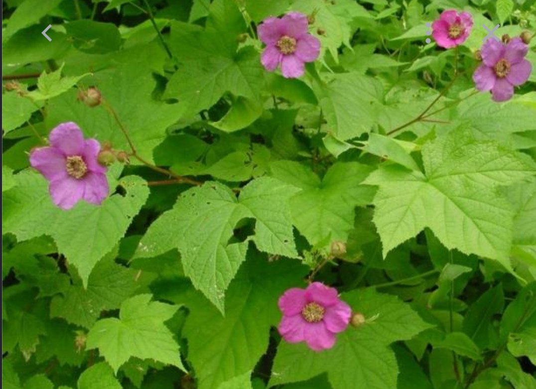 <p>No longer flowering</p>
