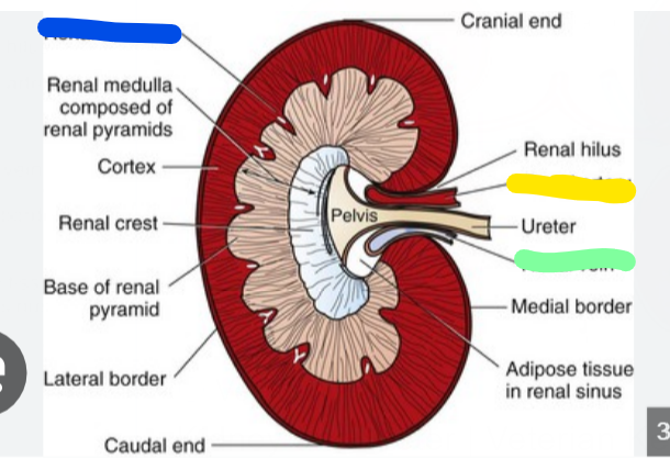 <p>what is green</p>