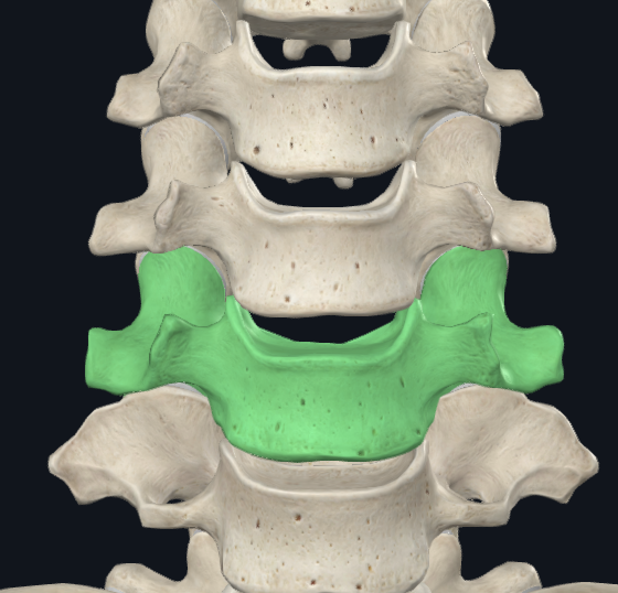 <p>Uncinate Process </p>