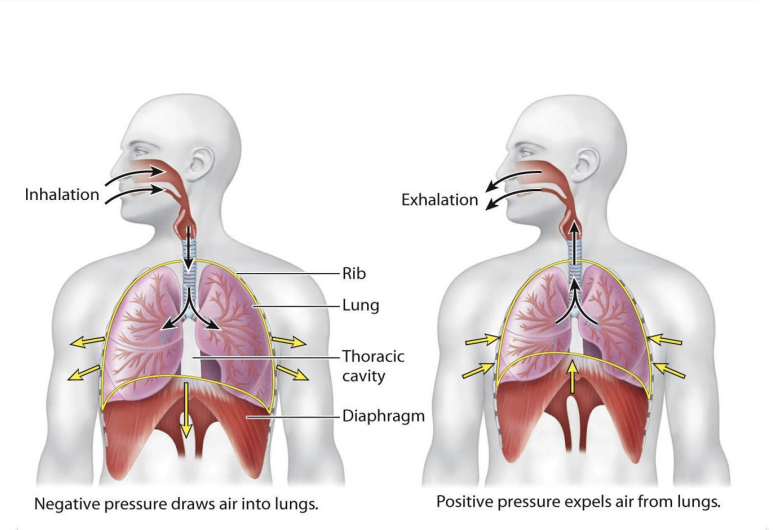 <ul><li><p>During exercise, other muscles assist with inhalation and exhalation.</p></li><li><p>Intercostal muscles assist the diaphragm by elevating the ribs on inhalation and depressing the ribs during exhalation</p><ul><li><p><span style="background-color: inherit; line-height: 19.55px; color: windowtext;">Lungs require support of intercostal muscles present btwn ribs</span><span style="line-height: 19.55px; color: windowtext;">&nbsp;</span></p><ul><li><p class="Paragraph SCXO118025116 BCX0" style="text-align: left;"><span style="background-color: inherit; line-height: 19.55px; color: windowtext;">Intercostal muscles contract -> lift rib cage up -> expand thoracic cavity farther</span><span style="line-height: 19.55px; color: windowtext;">&nbsp;</span></p></li><li><p class="Paragraph SCXO118025116 BCX0" style="text-align: left;"><span style="background-color: inherit; line-height: 19.55px; color: windowtext;">Contraction of diaphragm allows expansion of thoracic cavity&nbsp;</span><span style="line-height: 19.55px; color: windowtext;">&nbsp;</span></p></li><li><p class="Paragraph SCXO118025116 BCX0" style="text-align: left;"><span style="background-color: inherit; line-height: 19.55px; color: windowtext;">When speaking or excersing needs better exchange -> intercostal muscle expands thoracic cavity</span><span style="line-height: 19.55px; color: windowtext;">&nbsp;</span></p></li></ul></li></ul></li><li><p>action of the intercostal muscles helps to produce larger changes in the volume of the thoracic cavity → </p><ul><li><p>increasing the negative pressure that draws air into the lungs during inhalation</p></li><li><p>+ assisting elastic recoil of the lungs and chest wall to pump air out of the lungs during exhalation</p></li></ul></li><li><p class="Paragraph SCXO118025116 BCX0" style="text-align: left;"><span style="background-color: inherit; line-height: 19.55px; color: windowtext;">Intercostal muscle and diaphragm work together</span><span style="line-height: 19.55px; color: windowtext;">&nbsp;</span></p></li></ul><p></p>