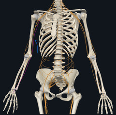 <p>Identify the structure</p>