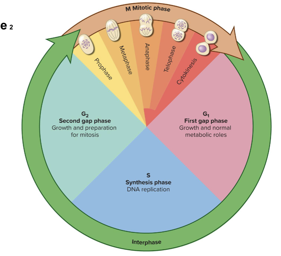 <ul><li><p><span style="font-size: calc(var(--scale-factor)*23.79px);">The cell cycle includes interphase and the mitotic phase</span><span><br></span><span style="font-size: calc(var(--scale-factor)*23.81px);"><strong>Interphase:</strong> includes three subphases:</span><span style="font-size: calc(var(--scale-factor)*20.18px);"> First gap phase (G</span><span style="font-size: calc(var(--scale-factor)*13.71px);">1</span><span style="font-size: calc(var(--scale-factor)*20.18px);">), Synthesis phase (S), and Second gap phase (G</span><span style="font-size: calc(var(--scale-factor)*13.71px);">2</span><span style="font-size: calc(var(--scale-factor)*20.18px);">). </span></p><ul><li><p>G1 phase: Growth and normal metabolic roles. The first gap phase is the interval between cell division and DNA repilication where the cell carries out normal tasks and synthesizes proteins and material for next phase. </p></li><li><p>S phase: synthesis phase is the phase in which the cell replicates all nuclear DNA and duplicates centrioles. </p></li><li><p>G2 phase: second gap phase is the interval between DNA replication and mitosis. The cell repairs DNA replication errors, grows, and synthesizes enzymes that control mitosis. </p></li></ul></li><li><p><span style="font-size: calc(var(--scale-factor)*23.79px);"><strong>Mitosis</strong>: the cell replicates its nucleus and divides into two new daughter cells. The mitotic phase includes multiple subphases: </span><span style="font-size: calc(var(--scale-factor)*20.18px);">Prophase, Metaphase, Anaphase, Telophase, and Cytokinesis. </span></p></li></ul><p></p>