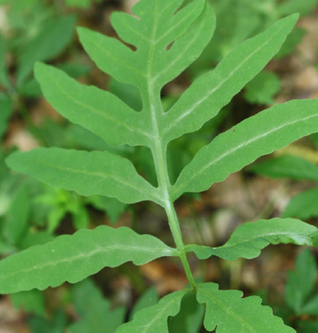<p>Onocleaceae</p>