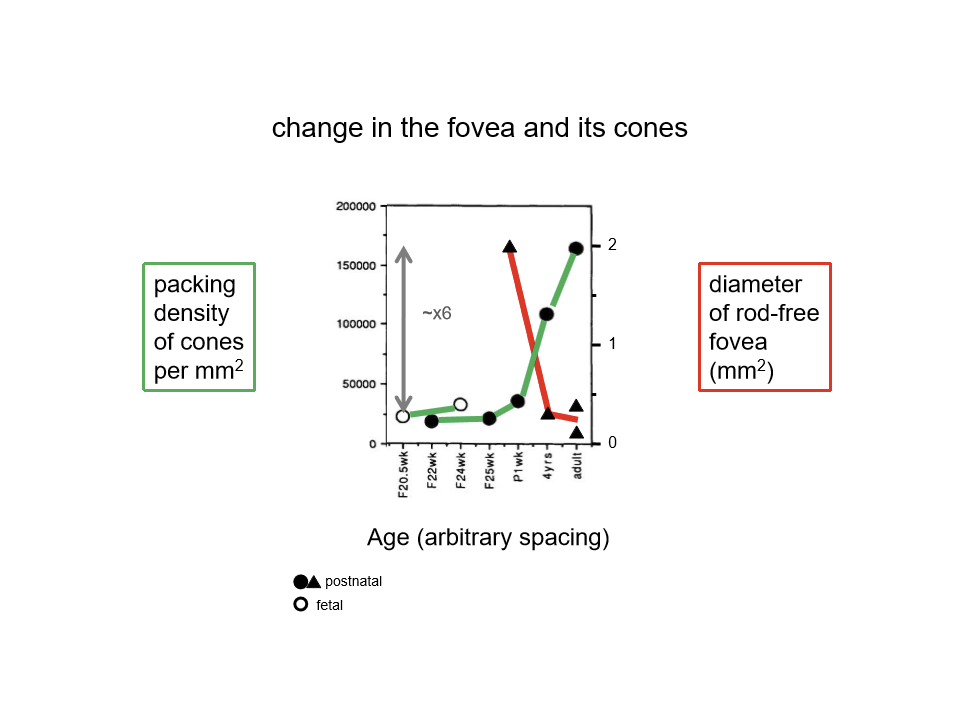 <p>As the fovea matures, it becomes smaller in area but much more densely packed with cones, increasing potential spatial resolution.</p>